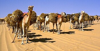 Kamele in der Wüste Tenere