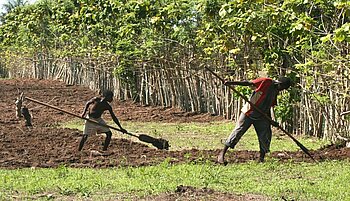 Reisanbau in der Casamance