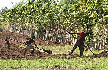 Kinderarbeit auf dem Feld im Senegal