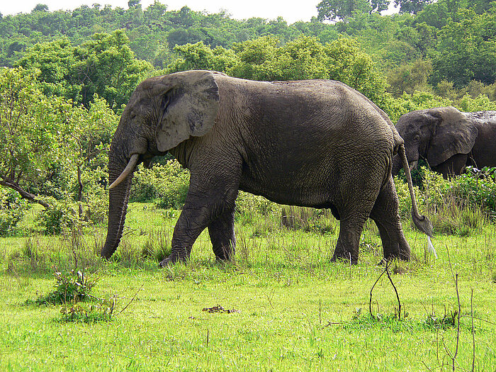 Elefant im Mole Nationalpark in Ghana