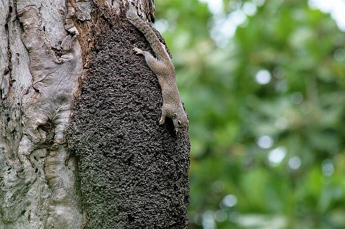 Graufußhörnchen