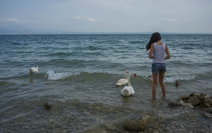 Begegnung mit Schwänen am Gardasee