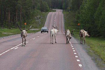 Gefährliche Tiere