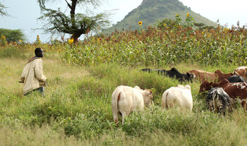 Viehzüchter im Tschad