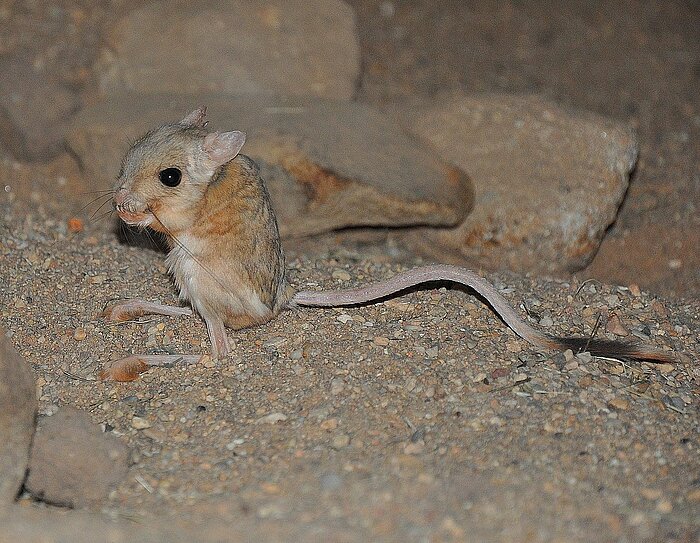 Kleine Wüstenspringmaus