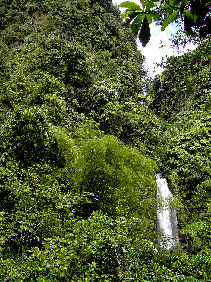 Wasserfall im Regenwald von Dominica