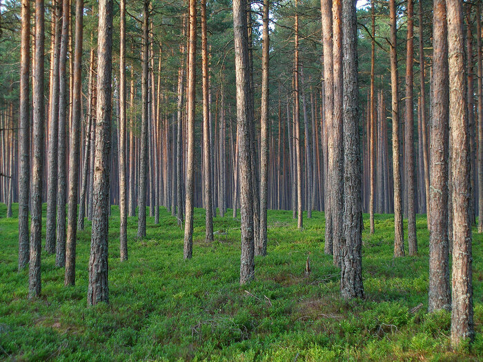 Kiefernwald in Estland