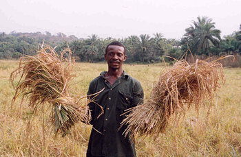 Reisbauer mit Ernte