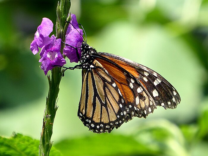 Schmetterling in Costa Rica