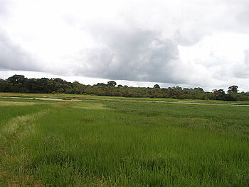 Reisanbau in Guinea-Bissau