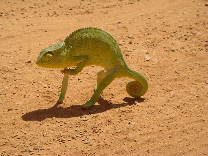 Chamäleon in Togo