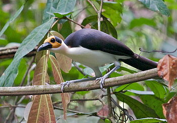 Weißhals-Stelzenkrähe in Liberia