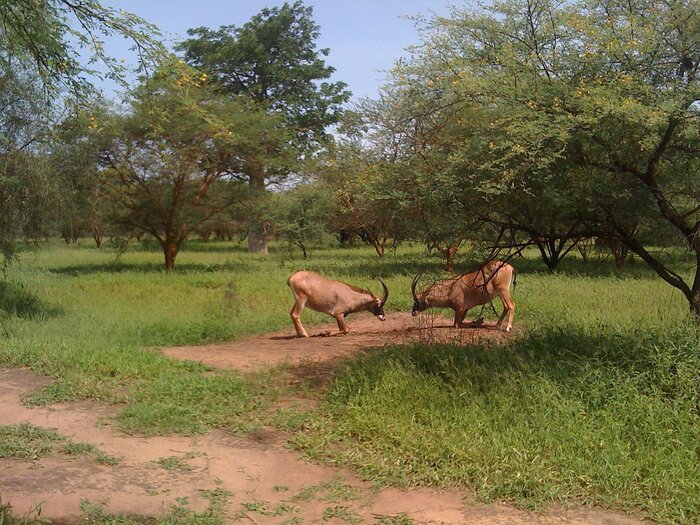 Pferdeantilopen im Senegal