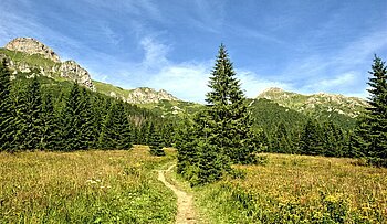 Bäume im Tatra-Gebirge