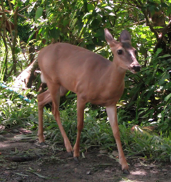 Hirsch in Costa Rica
