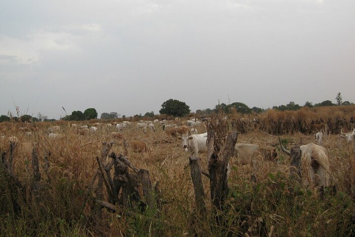 Kühe in der Casamance
