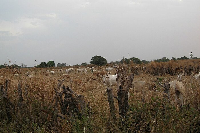 Kühe in der Casamance