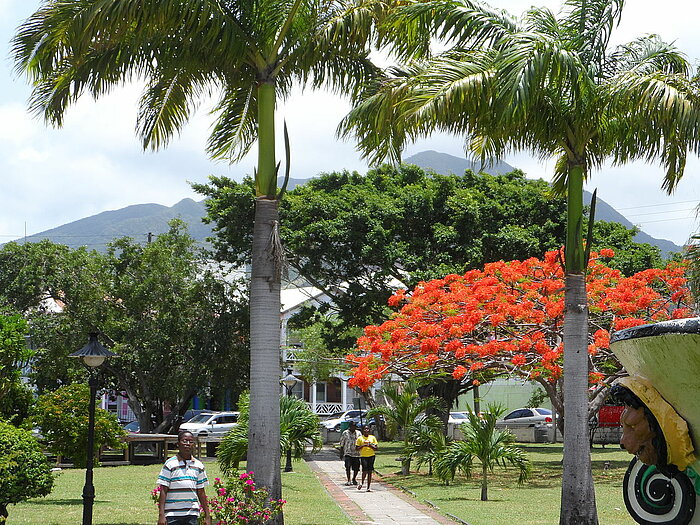 Flammenbaum und Palmen in Basseterre