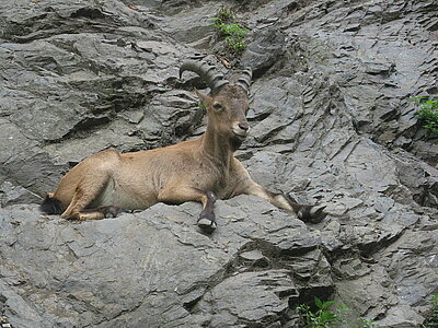 Tiere in Aserbaidschan