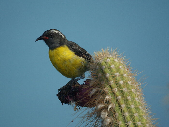 Zuckervogel oder Bananaquit