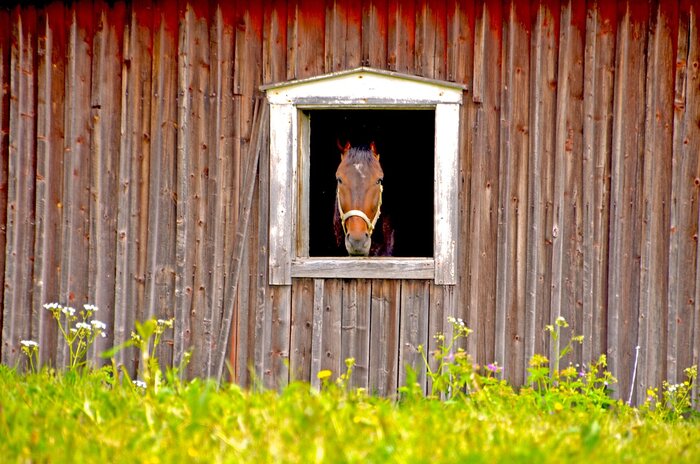 Pferd in Schweden
