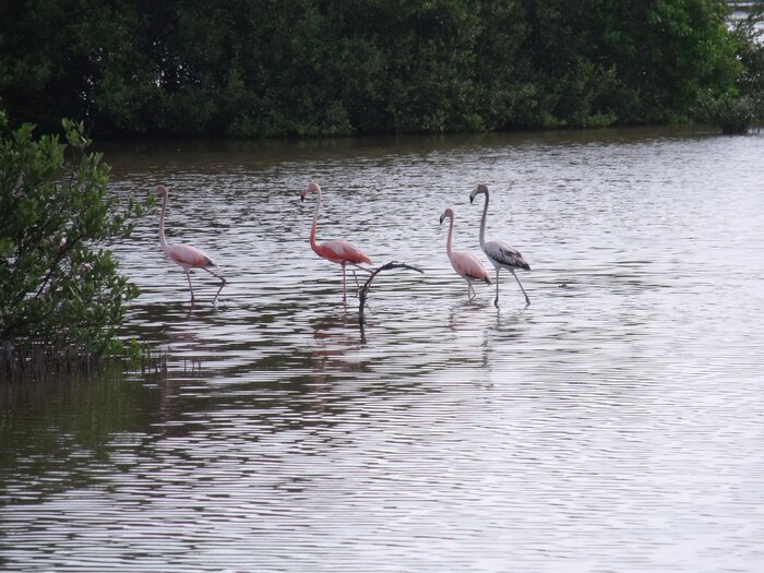 Flamingos auf Kuba