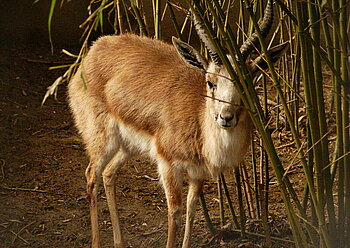 Kropfgazelle