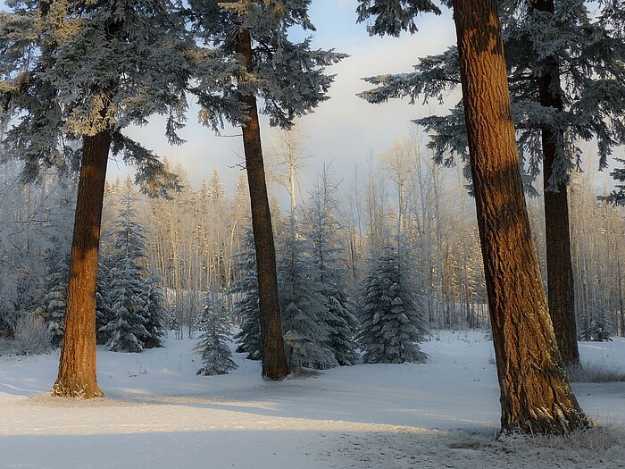 Kanadische Winterlandschaft