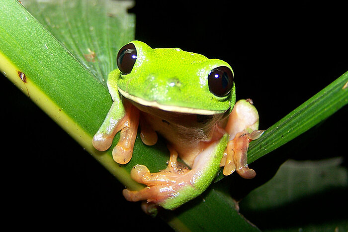 Schwarzäugiger Baumfrosch