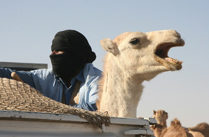 Kamelmarkt von Nouakchott