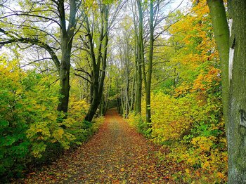 Tschechien Wald