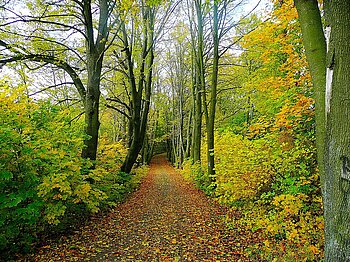 Tschechien Wald