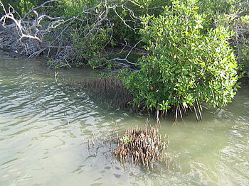 Schwarze Mangroven in Guinea-Bissau