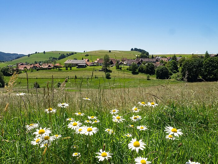 Margeriten auf einer Wiese in Deutschland