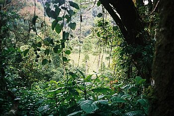 Regenwald auf São Tomé