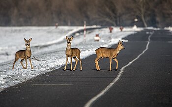 Rehe auf einer Straße in der Slowakei