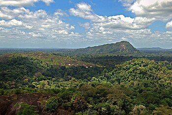 Suriname Flora Fauna