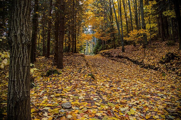 Wald in den Kleinen Karpaten