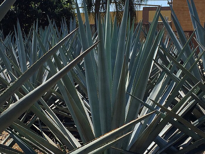 Blaue Agave