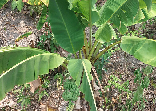 Bananen in Honduras