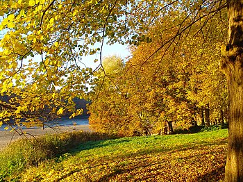 Wald bei Glücksburg