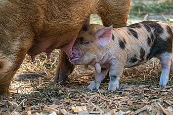 Schweinezucht Bauernhof