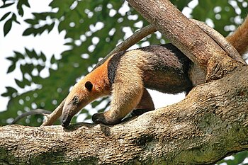 Ameisenbär in Costa Rica