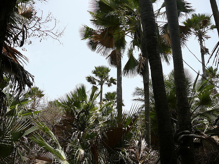 Palmyrapalme in Gambia