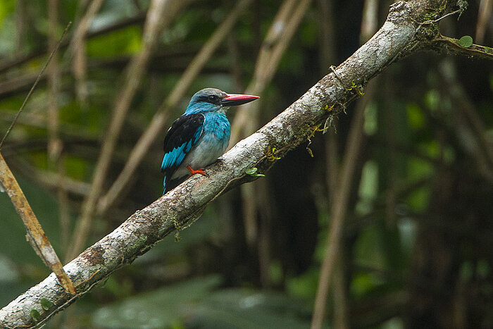 Zügelliest (Halcyon malimbica) im Ankasa-Naturschutzgebiet, Ghana