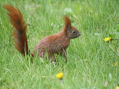 Tiere und Pflanzen in Hamburg