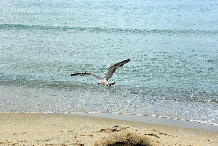 Möwe am Schwarzen Meer