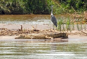 Ruzizi-Nationalpark in Burundi 