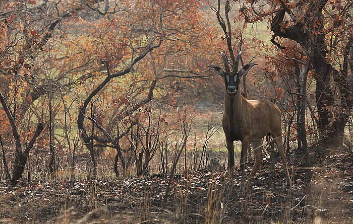 Pferdeantilope im Nationalpark Comoé