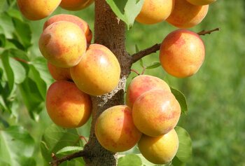 Landwirtschaft in Kirgisistan